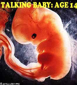 fetus.jpg